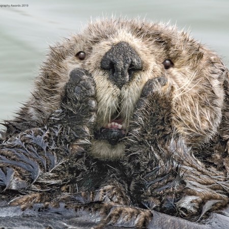 Comedy Wildlife Photography Awards