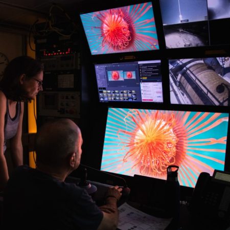 30 nuove specie negli abissi marini