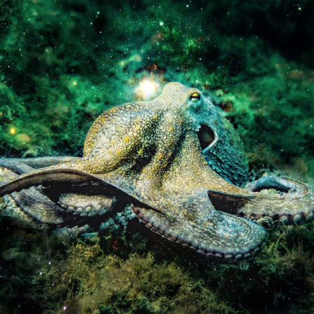 La coscienza aliena del polpo